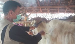 Tekan Angka Penyebaran PMK, Dintanpan Rembang Kembali Lakukan Vaksinasi Hewan