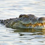 Seekor Buaya Tiba-tiba Muncul di Pantai Legian Bali/iStock