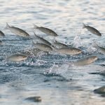 Alasan Terjadi Fenomena Ikan Beterbangan ke Darat /iStock Alasan Terjadi Fenomena Ikan Beterbangan ke Darat /iStock