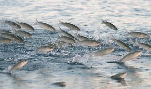 Alasan Terjadi Fenomena Ikan Beterbangan ke Darat /iStock