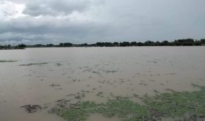 60 Kolam Lele Terimbas Luapan Air Sungai Silugonggo