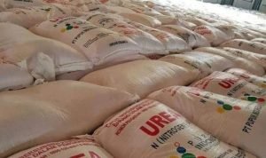 HET Pupuk Bersubsidi 2023 di Pati Tidak Naik, Cek Harganya