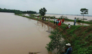 Sungai Silugonggo Meluap, 1,8 Ha Kolam Lele di Ngantru Terendam