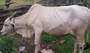 Wabah Penyakit LSD Hewan Ternak Sudah Masuk Rembang, Ada 99 Kasus