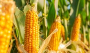Indonesia Ekspor Jagung 160 Ton untuk Stabilkan Harga