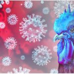 Virus Flu Burung Clade Baru Masuk ke Indonesia, Kemenkes: Belum Ada Laporan Penularan ke Manusia