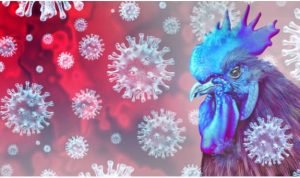 Virus Flu Burung Clade Baru Masuk ke Indonesia, Kemenkes: Belum Ada Laporan Penularan ke Manusia