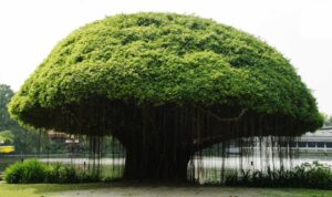 Menguak Berbagai Pohon yang Masih Dianggap Sakral dan Dikaitkan dengan Mitos Jawa