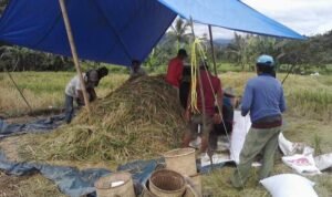 Disketapang Prediksi Harga Beras Tetap Stabil Hingga Panen Selanjutnya