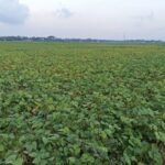 Petani Kacang Hijau Kabupaten Pati Khawatir Gagal Panen