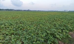 Petani Kacang Hijau Kabupaten Pati Khawatir Gagal Panen