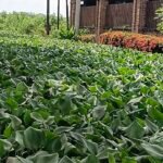 DLH Kabupaten Pati Sebut Eceng Gondok Hambat Aliran Sungai