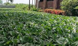 DLH Kabupaten Pati Sebut Eceng Gondok Hambat Aliran Sungai
