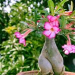 Mitos Manfaat Menanam Pohon Kamboja di Depan Rumah Menurut Fengshui