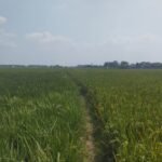 Foto: Pati tak tak berbunga di Tondomulyo, Jakenan (Sumber: Anwar/Pesantenanpati)