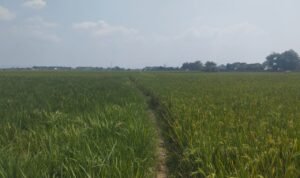 Foto: Pati tak tak berbunga di Tondomulyo, Jakenan (Sumber: Anwar/Pesantenanpati)