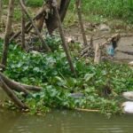 Foto:  eceng gondok di Sungai Juwana (Sumber: Dok. Jampi Sawan) Foto: eceng gondok di Sungai Juwana (Sumber: Dok. Jampi Sawan)