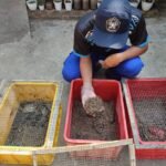Foto : Memanfaatkan limbah SOD jadi pakan ternak dan pupuk (Sumber : Pesantenanpati.com/Putriasia)