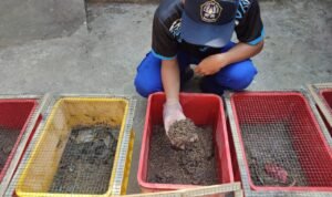 Foto : Memanfaatkan limbah SOD jadi pakan ternak dan pupuk (Sumber : Pesantenanpati.com/Putriasia)