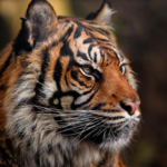 5 Hal tentang Harimau Jawa, Satwa yang Telah Dinyatakan Punah