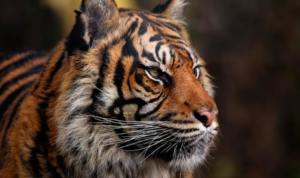 5 Hal tentang Harimau Jawa, Satwa yang Telah Dinyatakan Punah