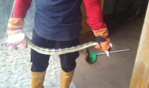Foto : Saat proses evakuasi ular sawah oleh Tim Damkar Pati (Sumber : Dok. Damkar Pati )