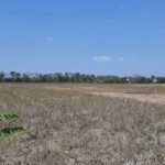 lahan pertanian Pati Selatan