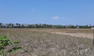 lahan pertanian Pati Selatan