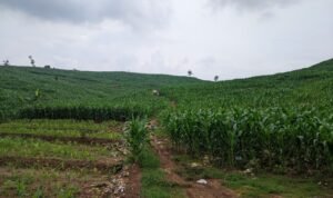 Foto : Ilustrasi lahan pertanian jagung di wilayah Desa Maitan Kecamatan Tambakromo (Sumber : pesantenanpati.com/ Asy)