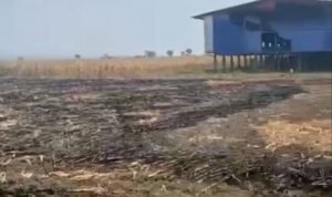 Foto : Saat pemadaman dan pendinginan kebun jagung di Kecamatan Sukolilo (Sumber : Dok. Damkar Pati)