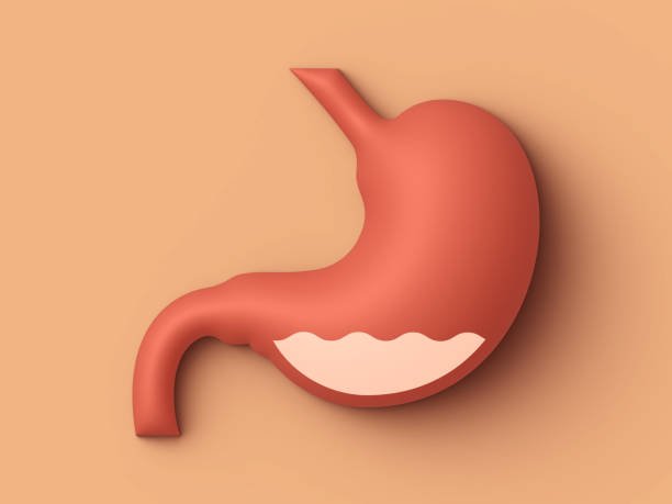 Foto: Ilustrasi lambung (Sumber: iSTock)