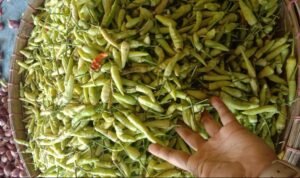 Foto : Cabe rawit hijau (Sumber : Dokumentasi Pedagang cabe di Pasar Juwana)