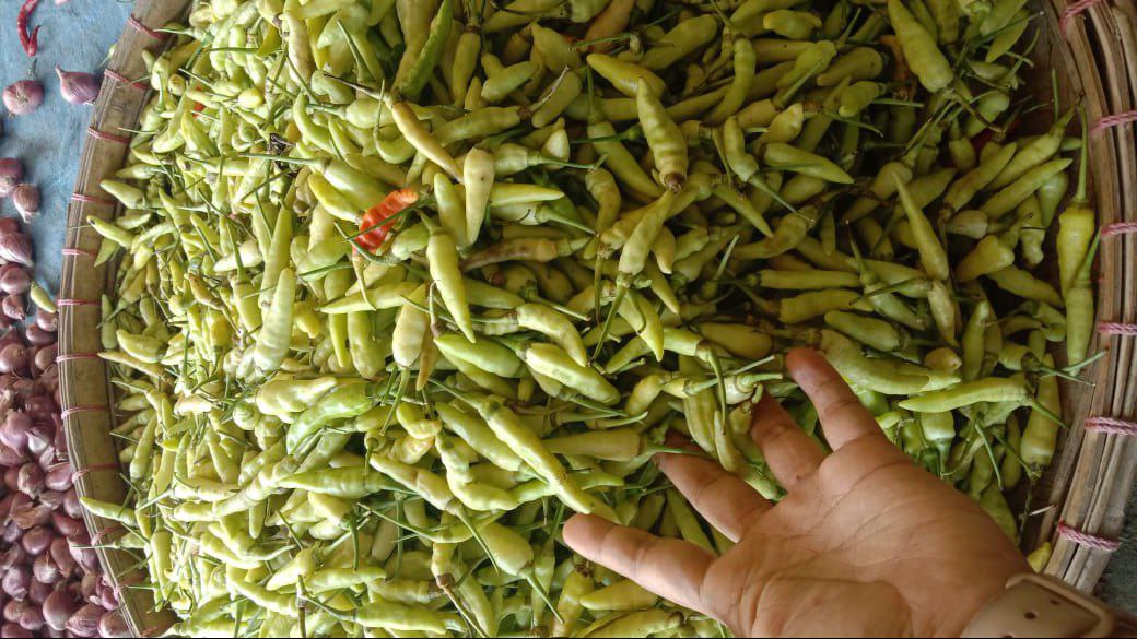 Foto : Cabe rawit hijau (Sumber : Dokumentasi Pedagang cabe di Pasar Juwana)