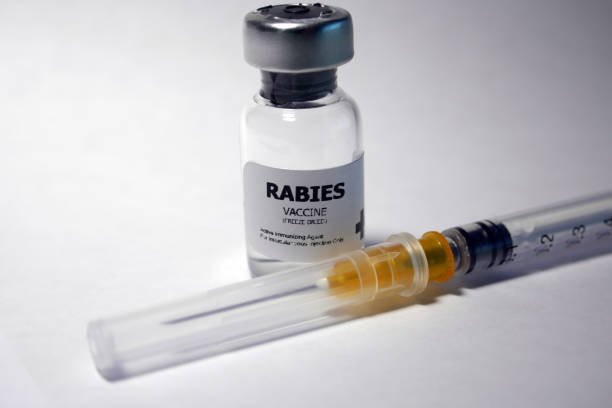 Foto: Ilustrasi vaksin rabies (Sumber: iStock)