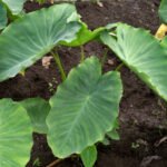 Daun Talas Punya Nutrisi dan Manfaat bagi Kesehatan