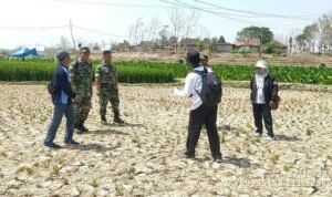 Kekeringan di sawah Rembang (Dok. Pemkab Rembang)