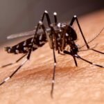Ilustrasi nyamuk aedes aegypti (Dok. Istimewa)