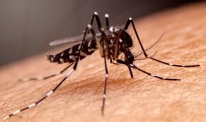 Ilustrasi nyamuk aedes aegypti (Dok. Istimewa)