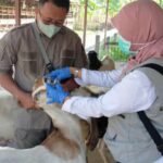 Hewan kurban di Rembang (Dok. Pemkab Rembang)