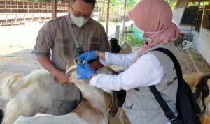 Hewan kurban di Rembang (Dok. Pemkab Rembang)