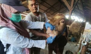 Foto: Pemeriksaan hewan ternak (Sumber: Pemkab Rembang)