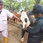 Foto : Hewan Ternak di Pasar Wage, Margorejo. (Sumber. Pesantenanpati.com)