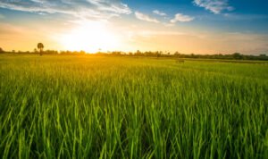 Foto: Ilustrasi sawah (Sumber: iStock)