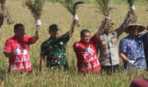 Panen raya padi organik di lahan milik Gapoktan Mandiri Desa Candirejo, Tuntang (Dok. Pemprov Jateng)