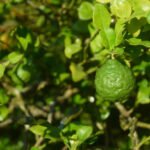 Daun jeruk purut (Dok. iStock)