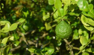 Daun jeruk purut (Dok. iStock)