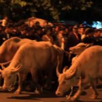 Template mitrapost neww