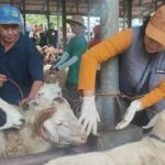 Pengawasan Penyembelihan Hewan Kurban Libatkan 80 Dokter Hewan/jatengprov