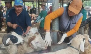 Pengawasan Penyembelihan Hewan Kurban Libatkan 80 Dokter Hewan/jatengprov