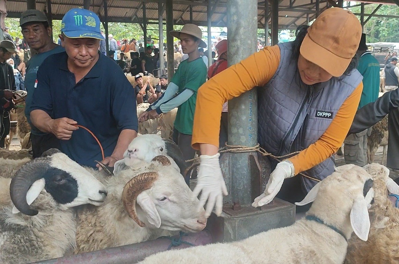 Pengawasan Penyembelihan Hewan Kurban Libatkan 80 Dokter Hewan/jatengprov